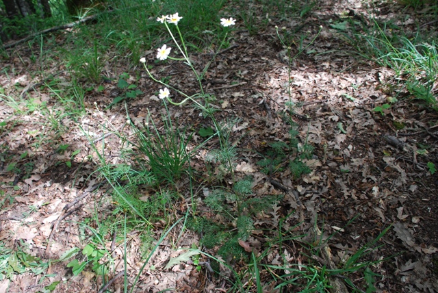 Erigeron annuus e Tanacetum corymbosum